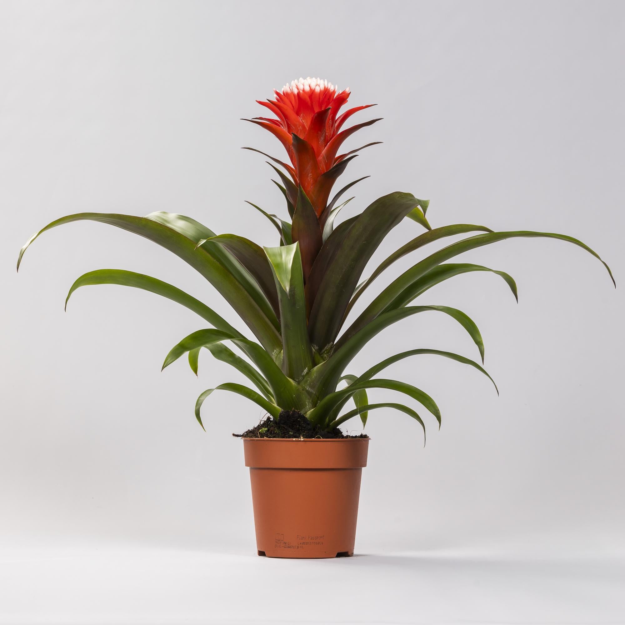 Guzmania Hope - Ø12cm↕40cm
