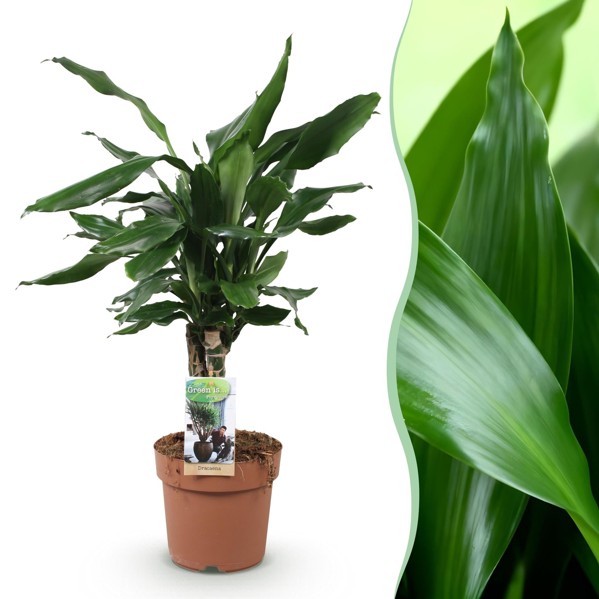 Drakenbloedboom - Dracaena fragrans Steudneri - Ø17cm - ↕50-55cm
