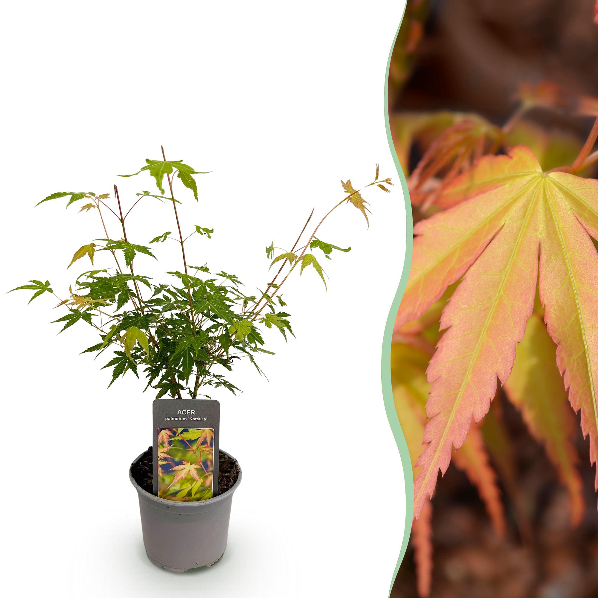 Japanse Esdoorn - Acer palmatum Katsura - Oranje - Ø12cm - ↕35cm
