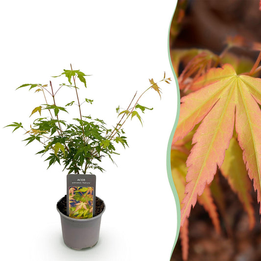 Japanse Esdoorn - Acer palmatum Katsura - Oranje - Ø12cm - ↕35cm