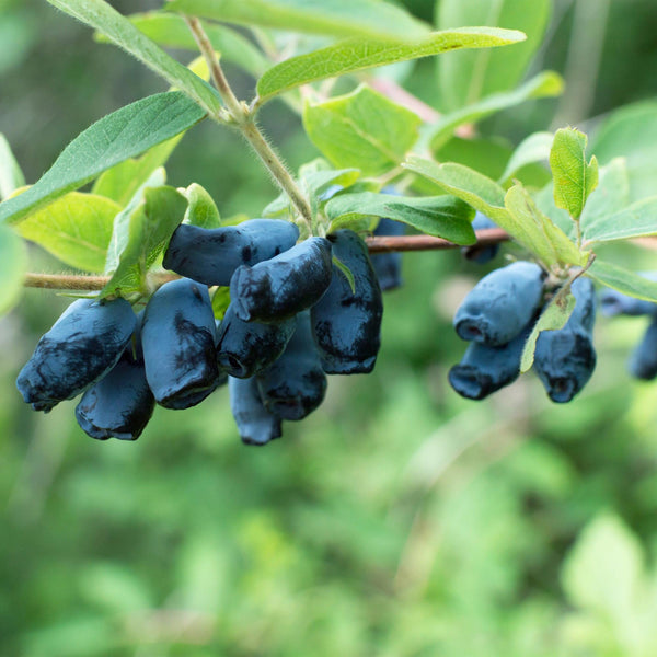 Honingbes - Lonicera caerulea Kamchatika - Ø15cm - ↕50cm