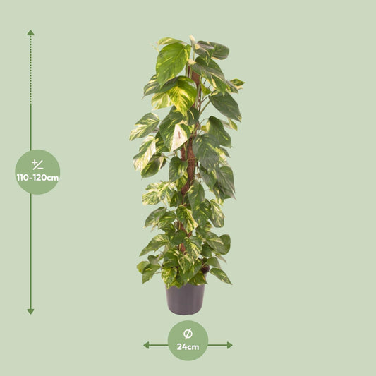 Pothos - Epipremnum pinnatum - Ø24cm - ↕120cm