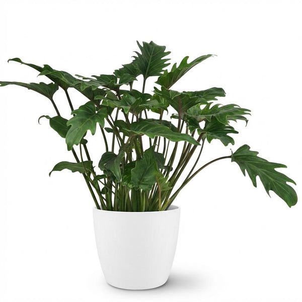 Philodendron Xanadu - Ø19cm - ↕60cm
