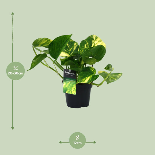 Pothos - Epipremnum aureum - Ø12cm - ↕25cm