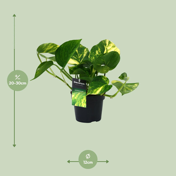 Pothos - Epipremnum aureum - Ø12cm - ↕25cm