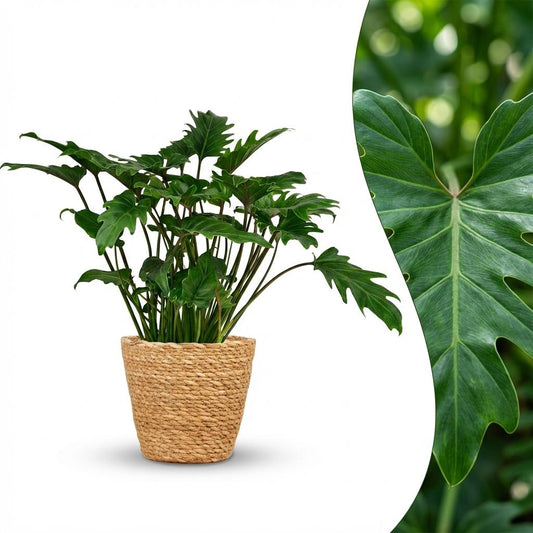 Philodendron Xanadu - Ø19cm - ↕60cm