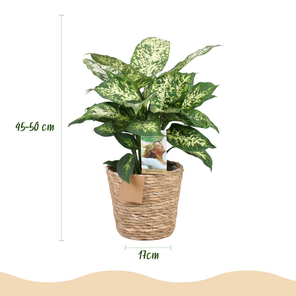 Dieffenbachia - Dieffenbachia Compacta - Ø17cm - ↕45-50cm