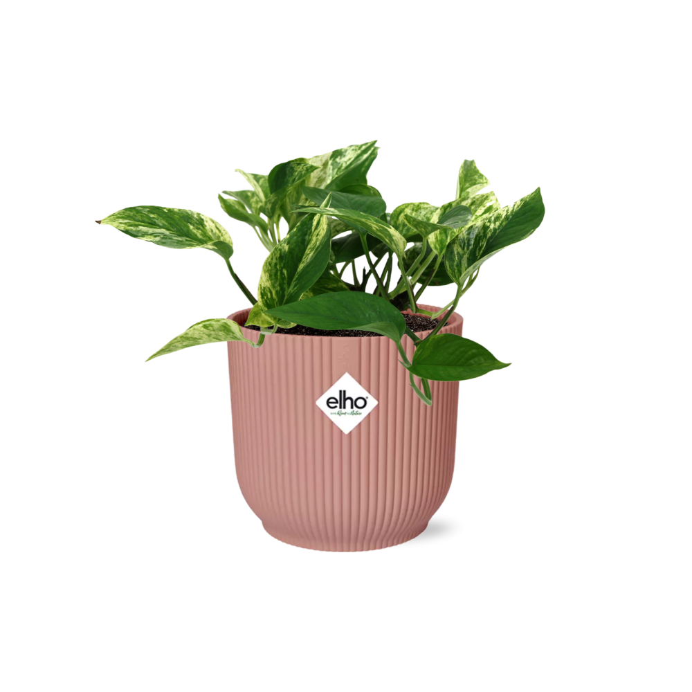 Pothos - Epipremnum aureum 'Marble Queen' - incl. Elho Vibes Fold Roze - ↕14cm