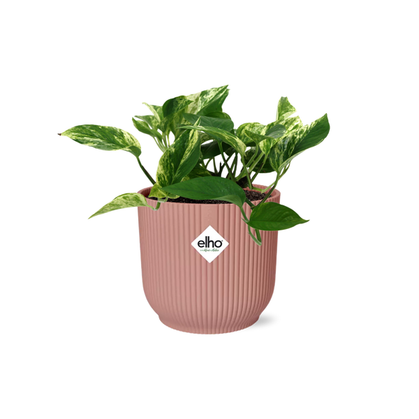 Pothos - Epipremnum aureum 'Marble Queen' - incl. Elho Vibes Fold Roze - ↕14cm