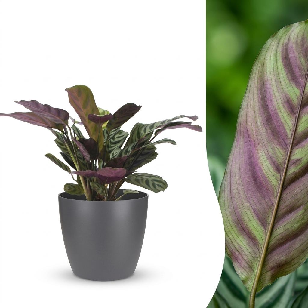 Ctenanthe Burle Marxii - incl. Elho Potter - grijs - Ø12cm - ↕30cm