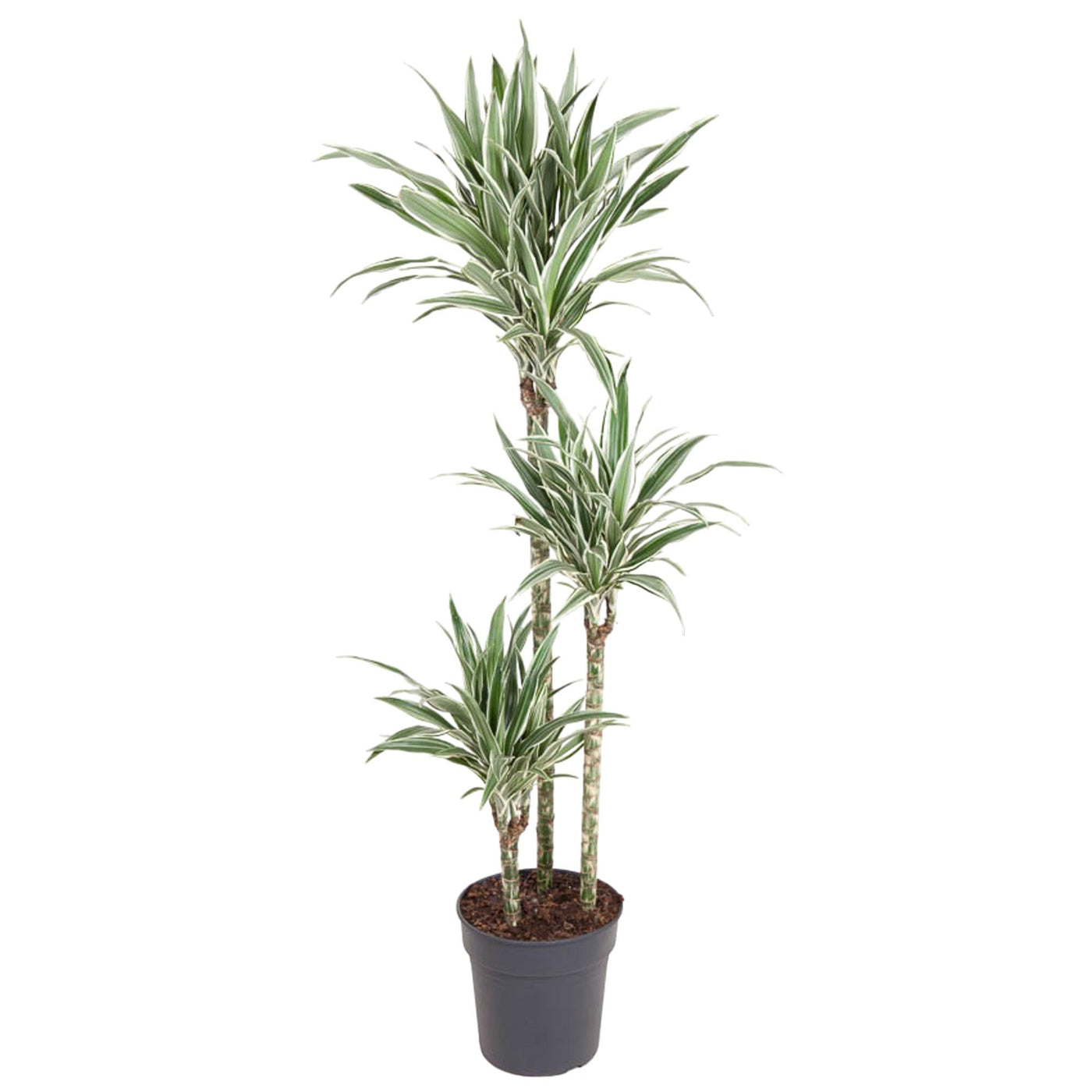 Drakenbloedboom - Dracaena White Stripe - ↕150cm