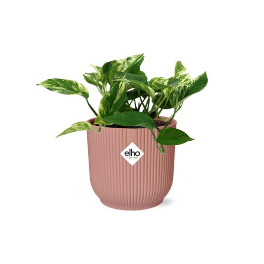 Pothos - Epipremnum aureum 'Marble Queen' - incl. Elho Vibes Fold Roze - ↕14cm