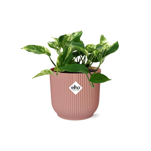 Pothos - Epipremnum aureum 'Marble Queen' - incl. Elho Vibes Fold Roze - ↕14cm
