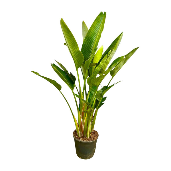 Witte paradijsvogelplant - Strelitzia augusta multi stam - Ø32cm - ↕225cm