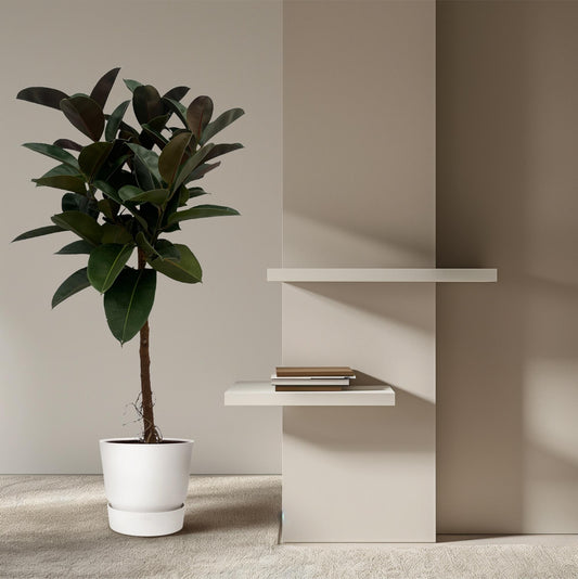 Rubberboom - Ficus elastica Robusta stam - Ø24cm - ↕120cm