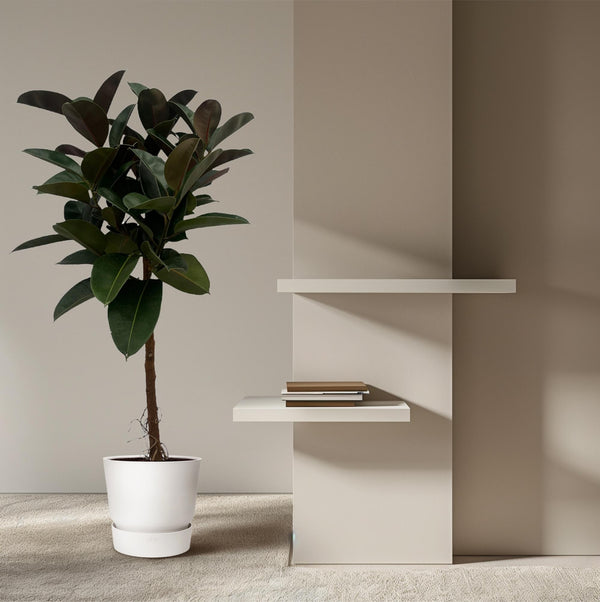 Rubberboom - Ficus elastica Robusta stam - Ø24cm - ↕120cm
