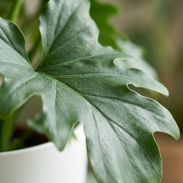 Philodendron Lickety split - Ø19cm - ↕70cm
