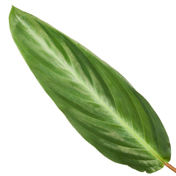 Calathea Stripestar - Ø12cm - ↕40cm