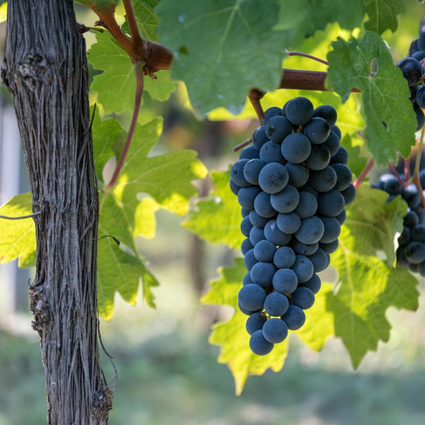 Druif - Vitis vinifera Boskoop Glory - Ø15cm - ↕50cm