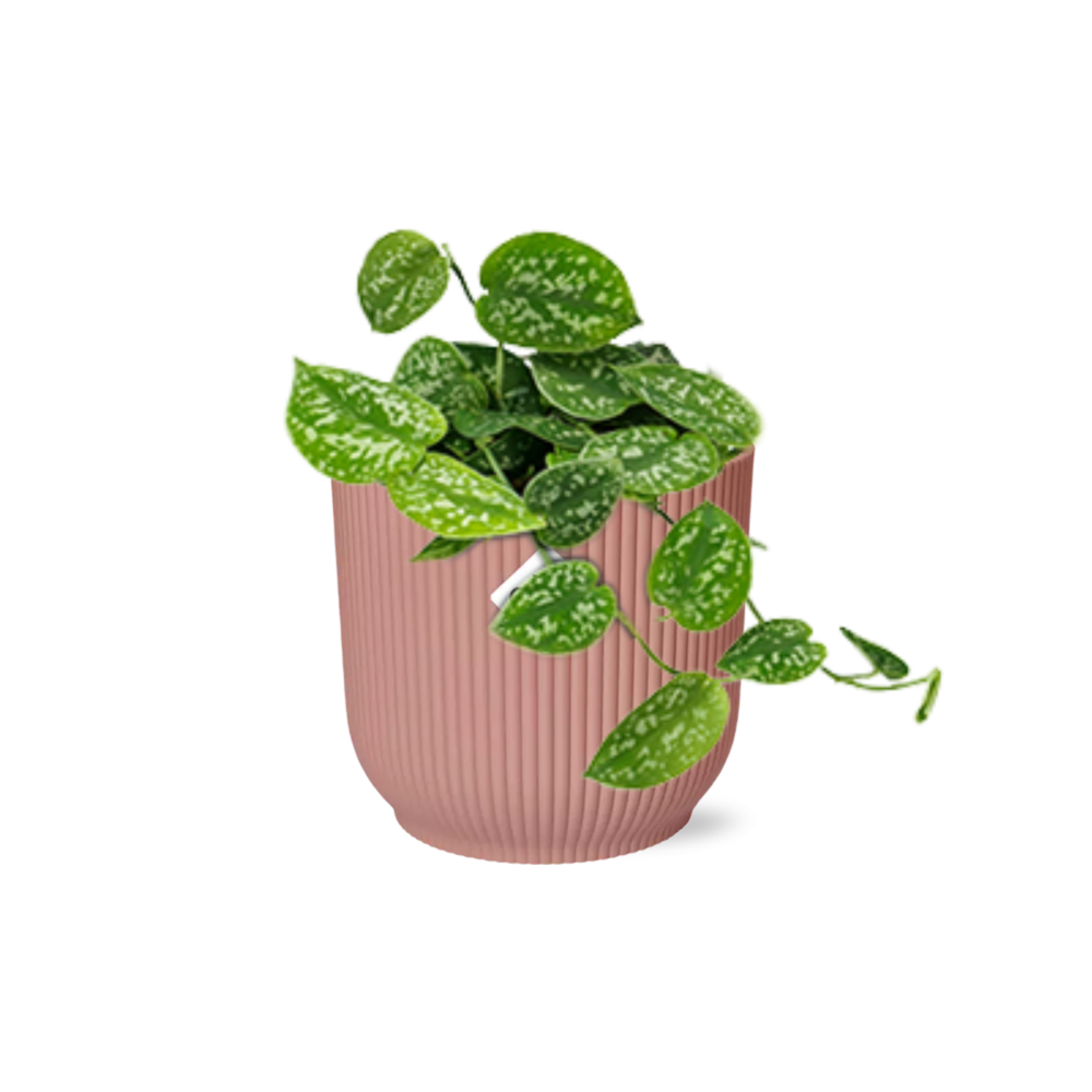 Satijnpothos - Scindapsus pictus 'Argyraeus' - incl. Elho Vibes Fold Roze - ↕14cm