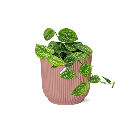 Satijnpothos - Scindapsus pictus 'Argyraeus' - incl. Elho Vibes Fold Roze - ↕14cm