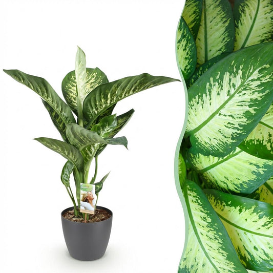 Dieffenbachia - Dieffenbachia Tropic Snow - Ø21cm - ↕90-100cm