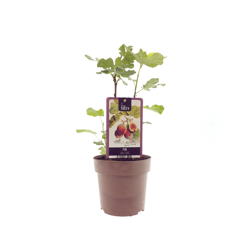 Vijgenboom - Ficus carica Brown Turkey - Ø15cm - ↕40cm