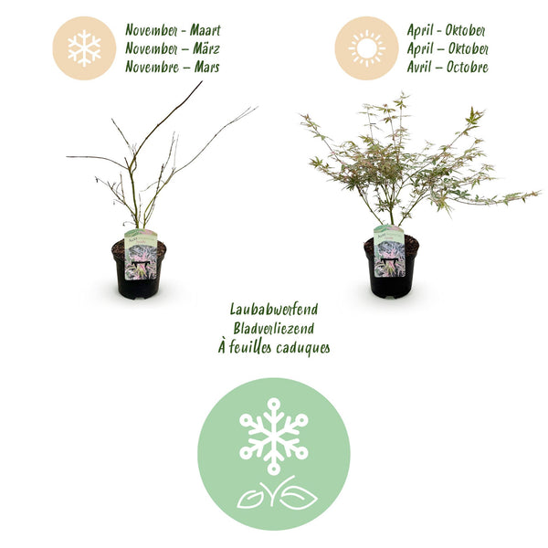 Japanse Esdoorn - Acer palmatum Iyoshi - Roze - Ø19cm - ↕70cm