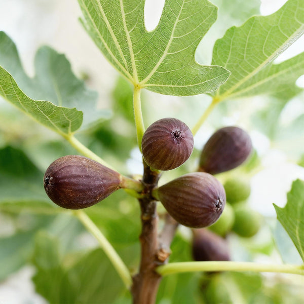 Vijgenboom op stam - Ficus carica Little Miss Figgy - Ø19cm - ↕90cm