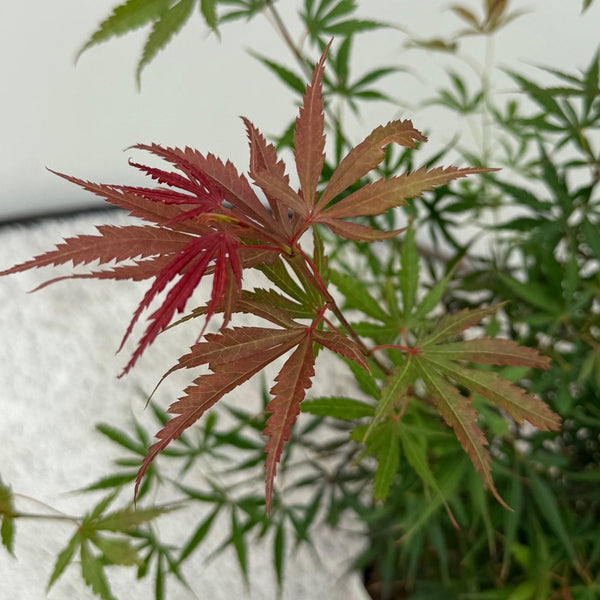 Japanse Esdoorn - Acer palmatum Jerre Swarts - Ø19cm - ↕70cm