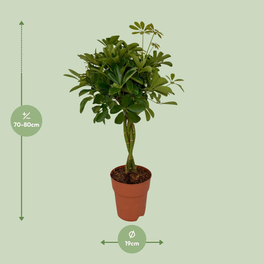 Vingerboom - Schefflera Compacta - Ø19cm - ↕80cm
