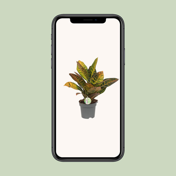 Croton - Codiaeum Petra - Ø17cm - ↕45cm