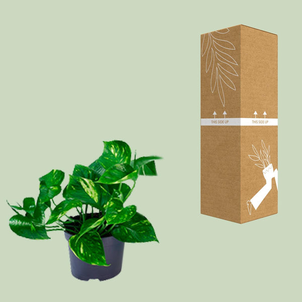 Pothos - Epipremnum aureum - Ø12cm - ↕20cm