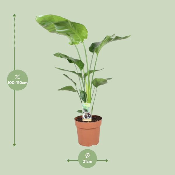 Witte paradijsvogelplant - Strelitzia nicolai - Ø21cm - ↕90cm