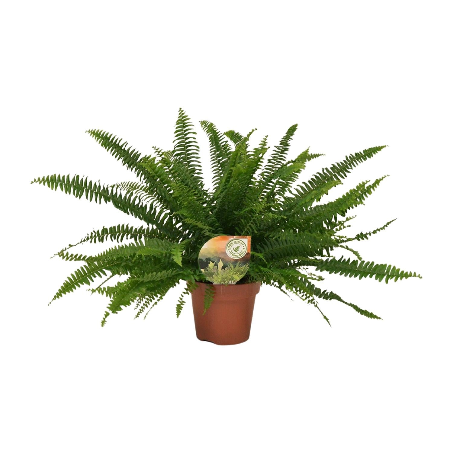 Hangende Varen - Nephrolepis Green Lady - Ø17cm - ↕40cm