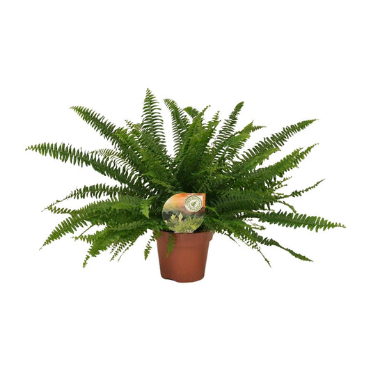 Hangende Varen - Nephrolepis Green Lady - Ø17cm - ↕40cm