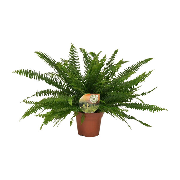 Hangende Varen - Nephrolepis Green Lady - Ø17cm - ↕40cm