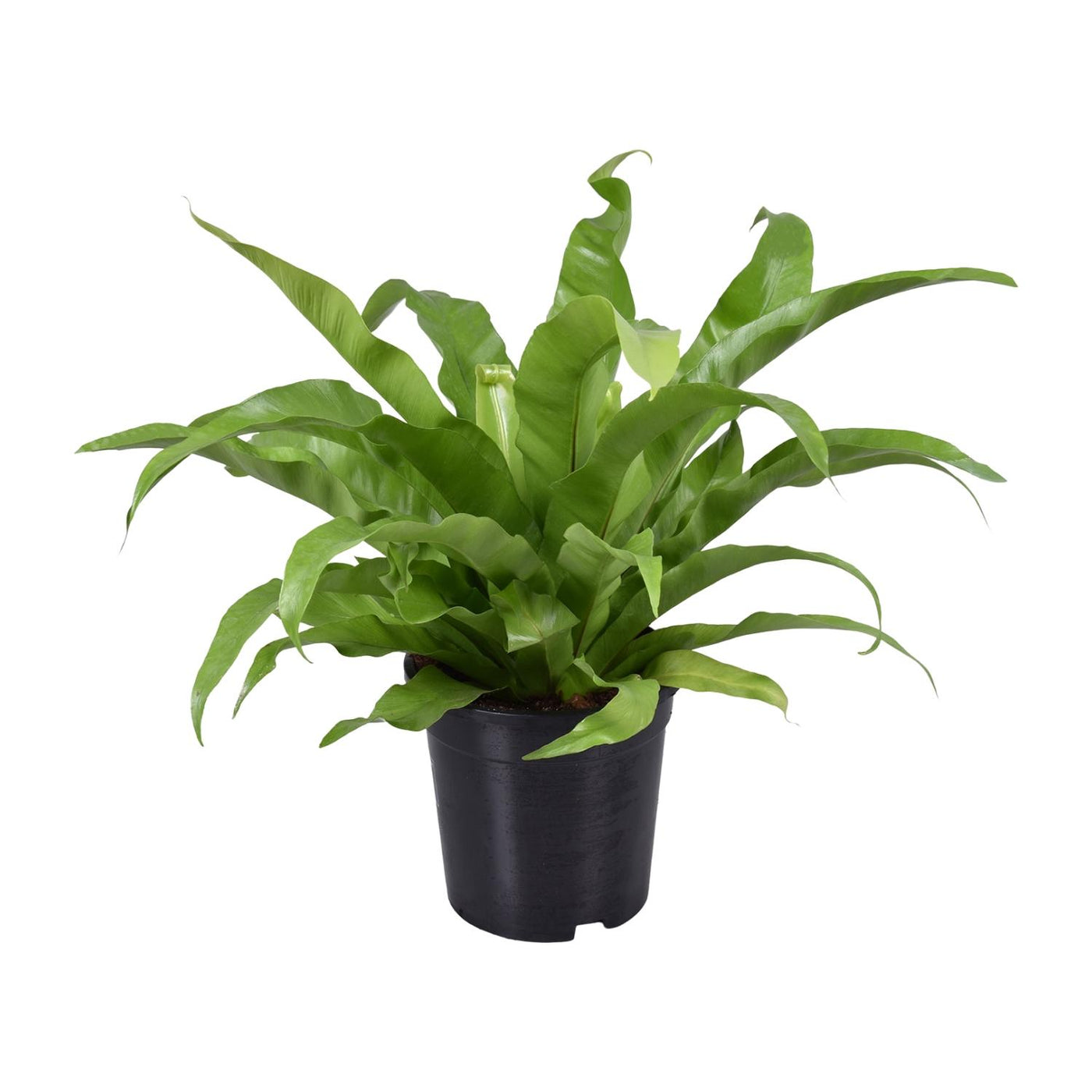Tongvaren - Asplenium antiquum - Ø17cm - ↕45cm
