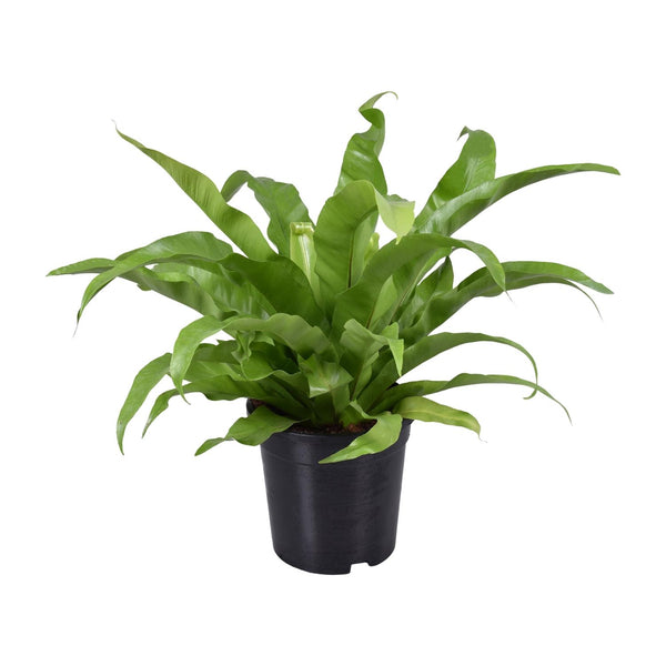 Tongvaren - Asplenium antiquum - Ø17cm - ↕45cm