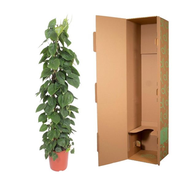 Philodendron Scandens gaasrek - Ø27cm - ↕150cm