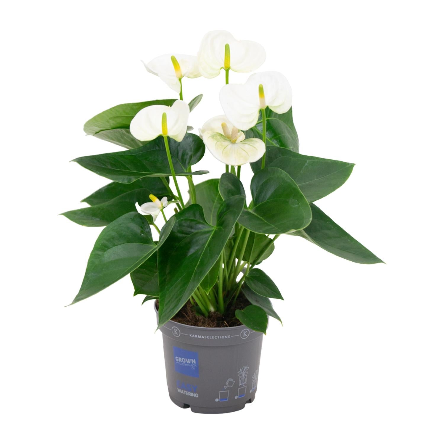 Flamingoplant - Anthurium White - Ø12cm - ↕43cm
