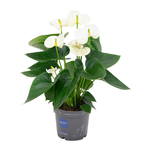 Flamingoplant - Anthurium White - Ø12cm - ↕43cm