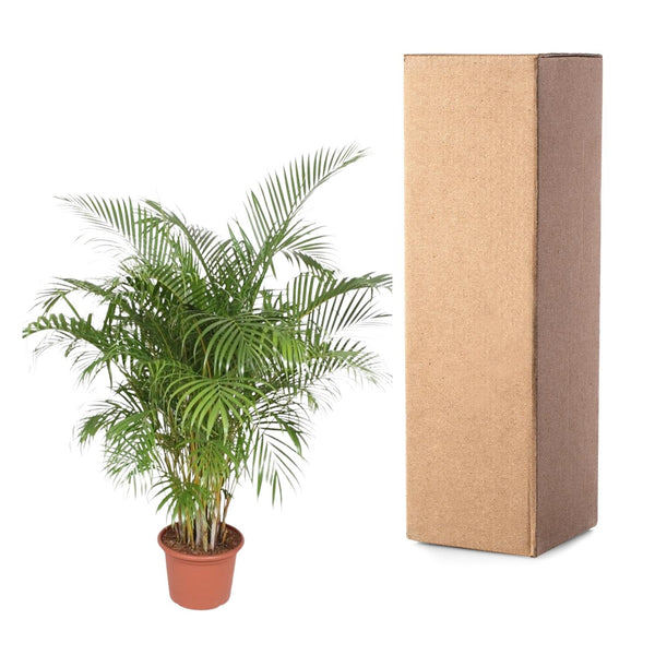 Arecapalm - Dypsis lutescens - Ø40cm - ↕200cm