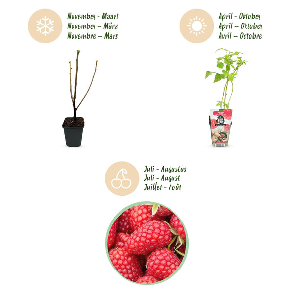 Frambozenplant - Rubus idaeus Heritage - Ø9cm