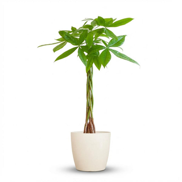 Geldboom - Pachira aquatica - incl. Pot - Wit - Ø21cm - ↕80cm
