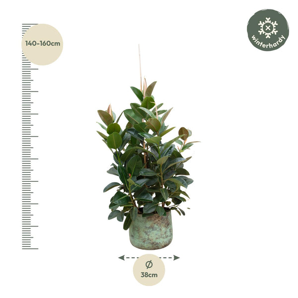 Vijgenboom - Ficus Robusta vertakt - Ø38cm - ↕150cm