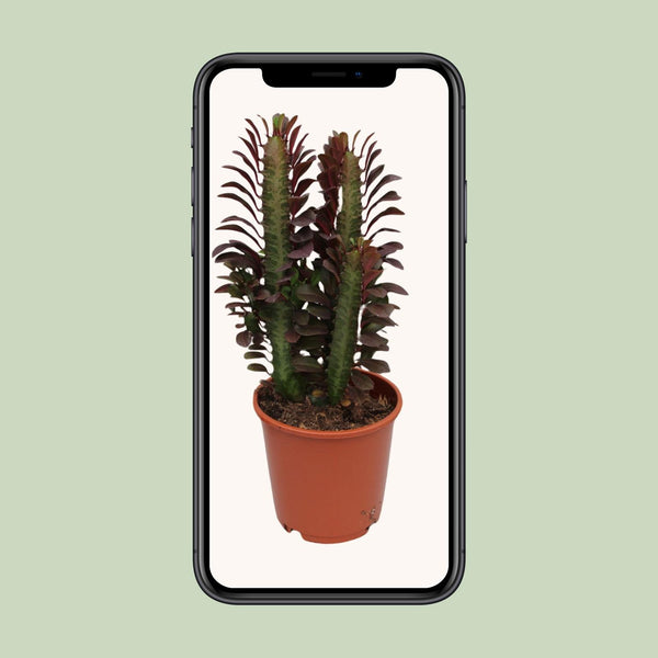 Wolfsmelk - Euphorbia trigona Rubra - Ø12cm - ↕40cm