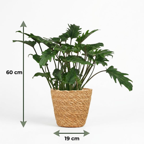 Philodendron Xanadu - Ø19cm - ↕60cm