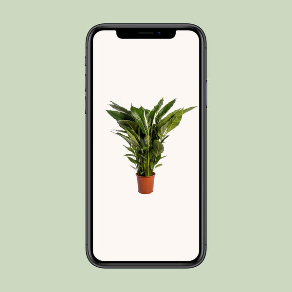 Lepelbloem - Spathiphyllum Sweet Sebastiano - Ø24cm - ↕110cm