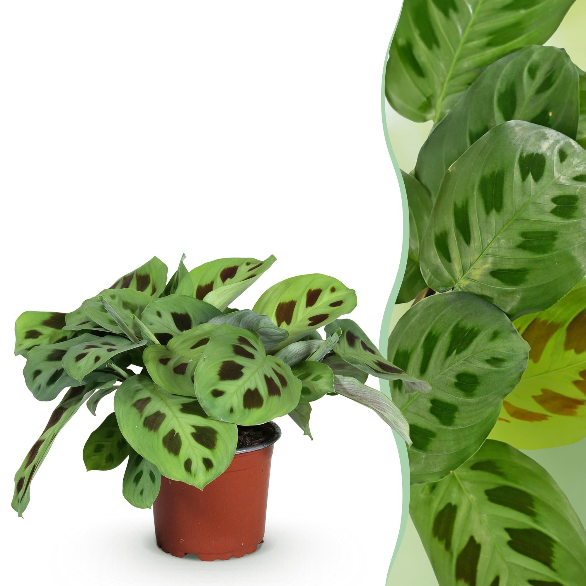 Zebraplant - Maranta Fascinator Kerchoveana - Ø12cm - ↕25cm